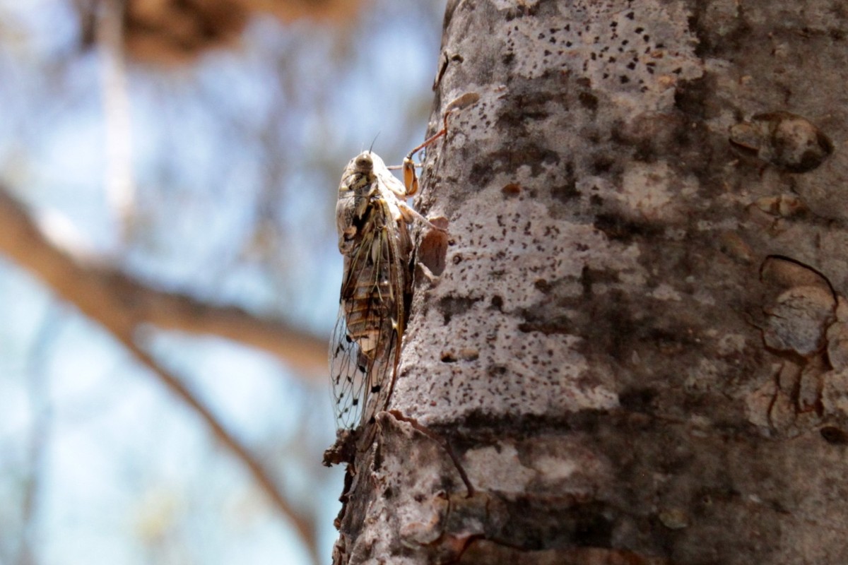cigale-2014-2 cigale-2014-2